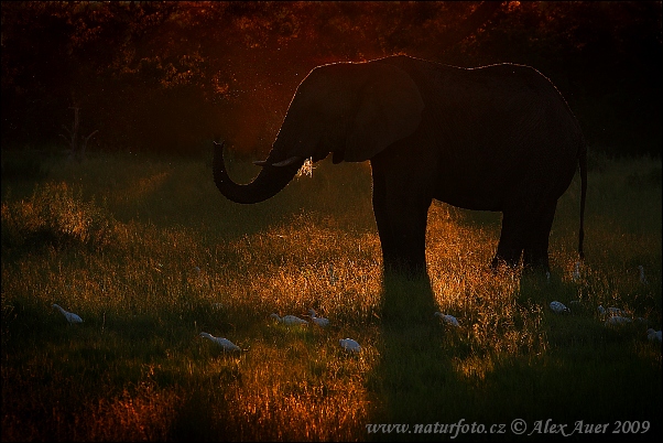 slon-africky-xxximg_8322mw