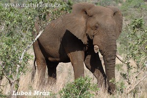slon-africky-05a20017.jpg