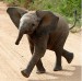 elephant_baby_on_road