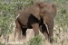 slon-africky-05a20017