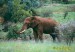slon-africky--loxodonta-africana