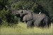 slon-africky-xxx2z8h9168mw