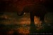 slon-africky-xxximg_8322mw