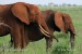 slon-africky--xxxslon_dsg4159